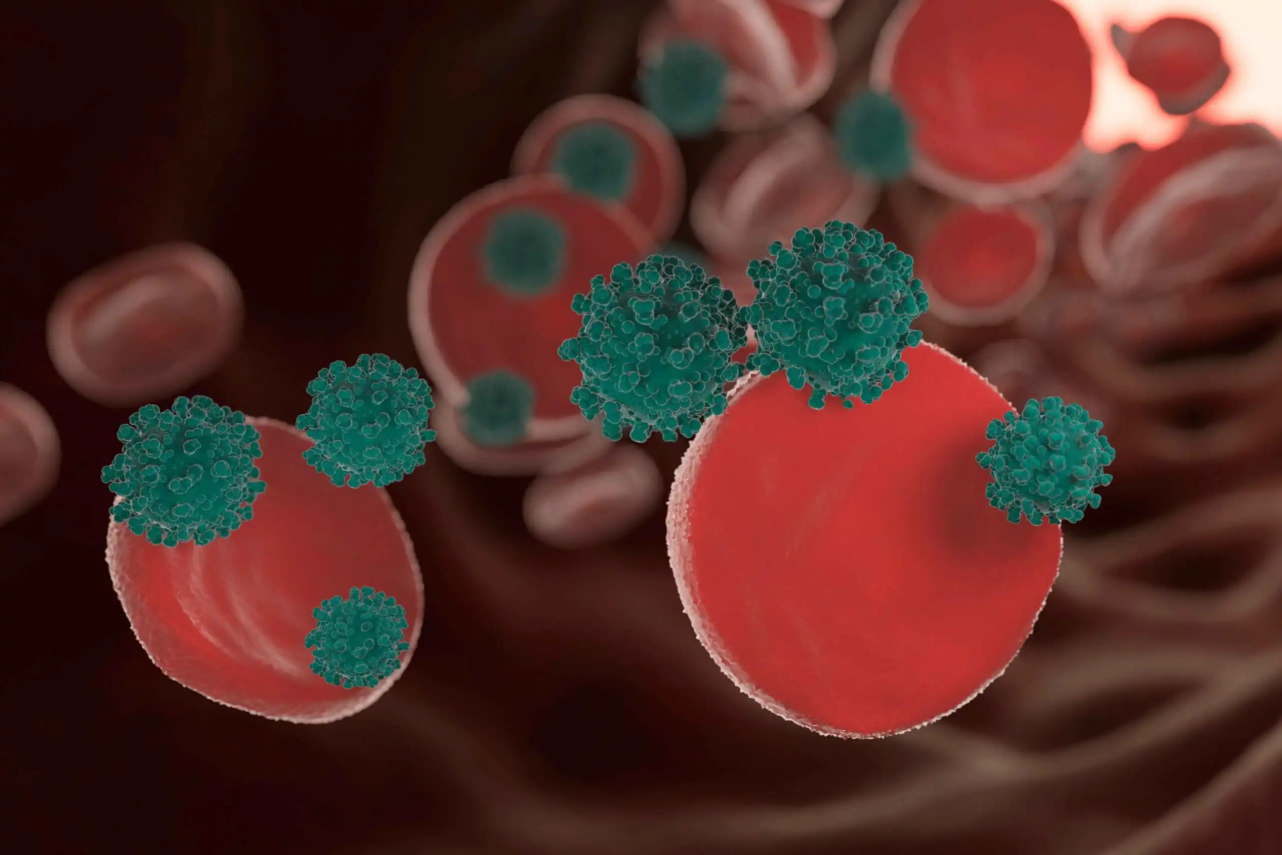 Ερυθρά αιμοσφαίρια λευκά αιμοσφαίρια